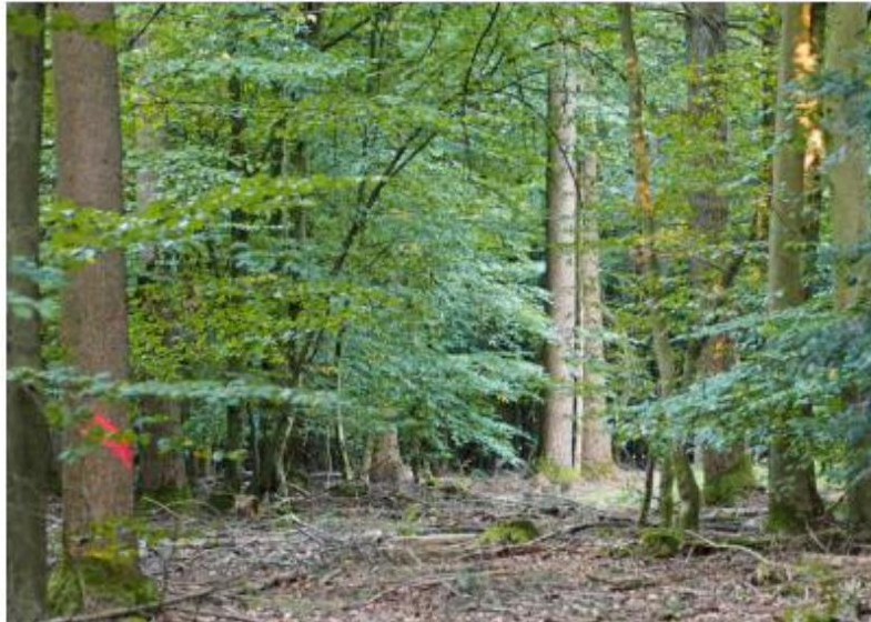 Blick in eine frisch markierte, gut befahrbare Rückegasse im Wald