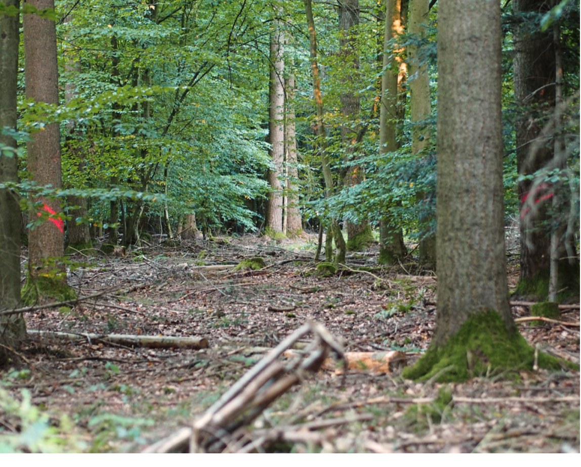 Frisch markierte Rückegasse im Wald